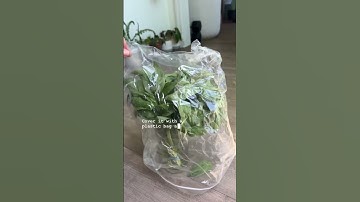 How to store fresh basil