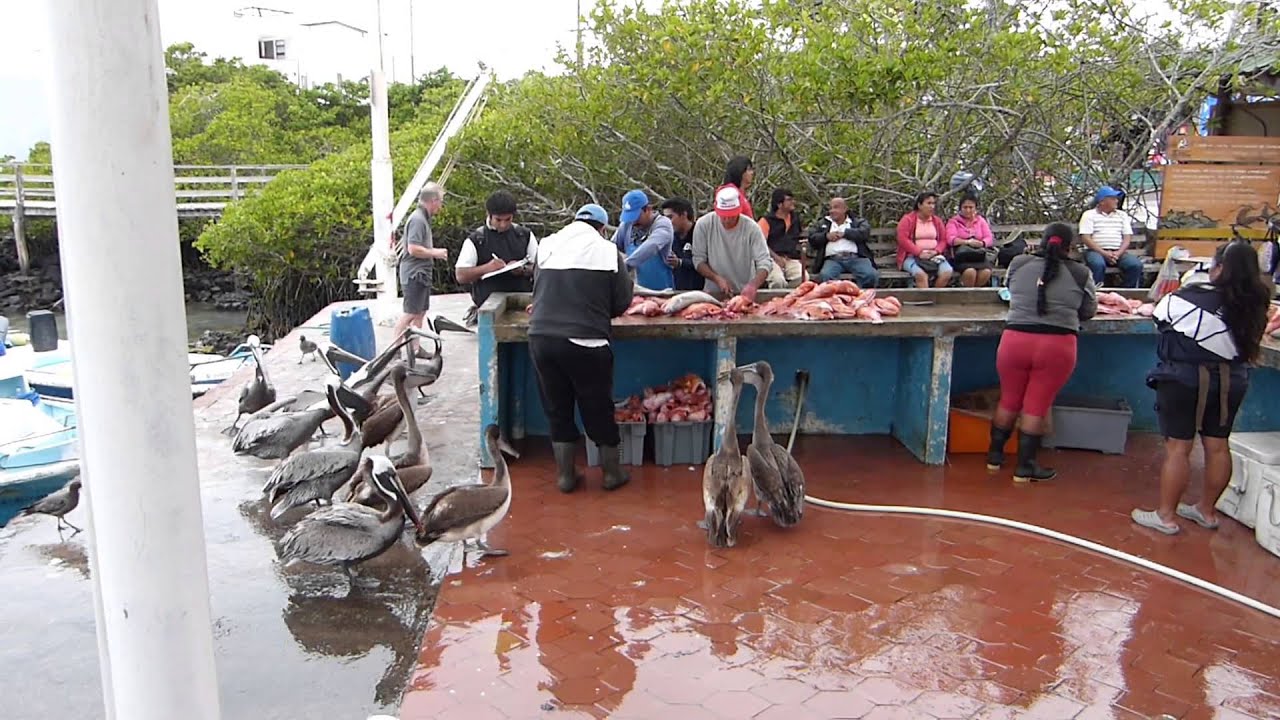 Fish Market Puerto Ayora, Santa Cruz, Galapagos - September 12,2013