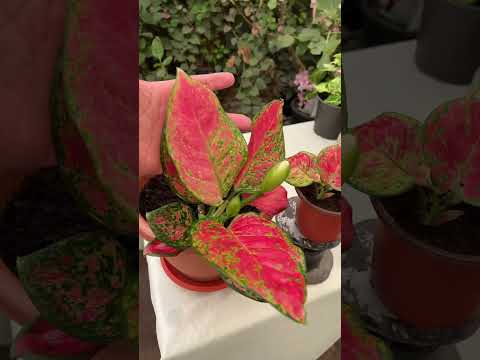 اجلونيما لعشاق نباتات الظل    