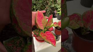 اجلونيما لعشاق نباتات الظل | How to Grow Aglaonema