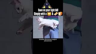 Cat Vs Buttered Slice Of Bread Infinite Electricity Glich With Cat And A Slice Of Bread