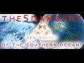 Sea Wolves - Vendee Globe 2020 report - The 5 Dangers of the Southern Ocean!