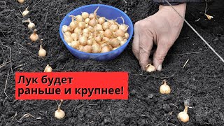 картинка: Осенняя посадка лука севка! Все тонкости.