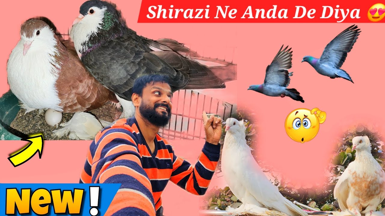 Shirazi Kabutar Fir Se Ande De Diya 😍 Pigeon Eggs hatch in how many days 🕊️Kabootar 
