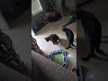 Gabby and karma at play
