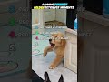 Ranking Golden Retrievers that have a GLITCH 💀