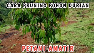 CARA PRUNING POHON DURIAN