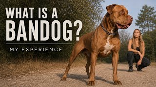 What Is a Bandog? Would I Recommend Them?