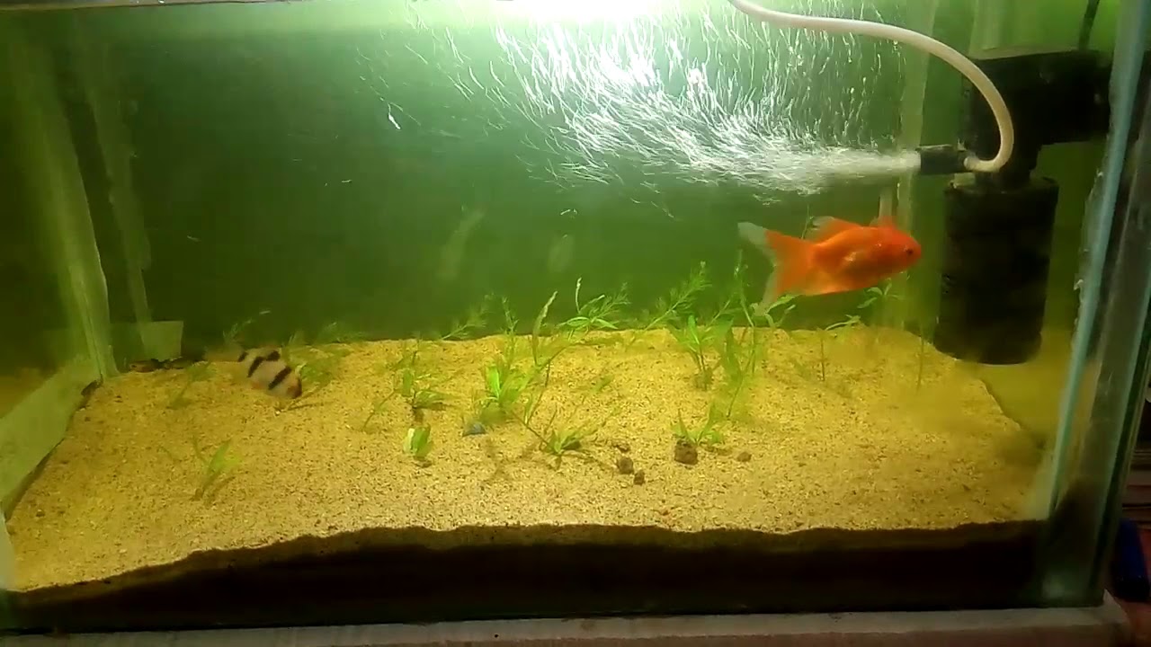 My Own Aquarium Fish YouTube