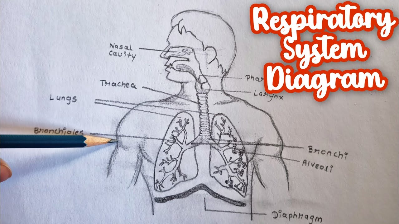 231 Lungs Sketch High Res Illustrations - Getty Images