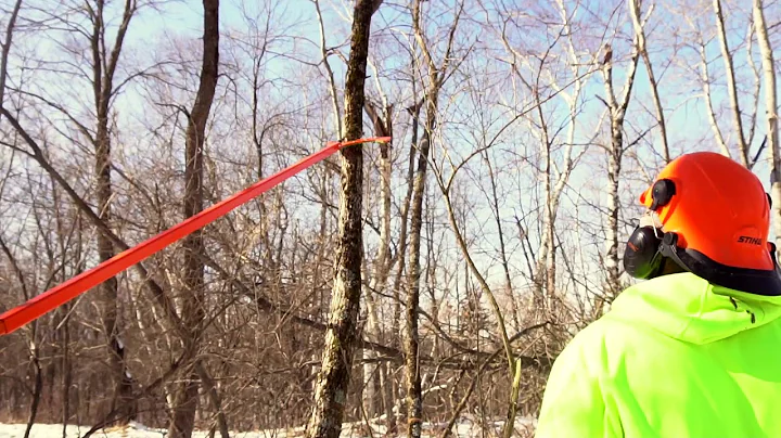 #1 Hinge Cut Tip For Deer Bedding Areas