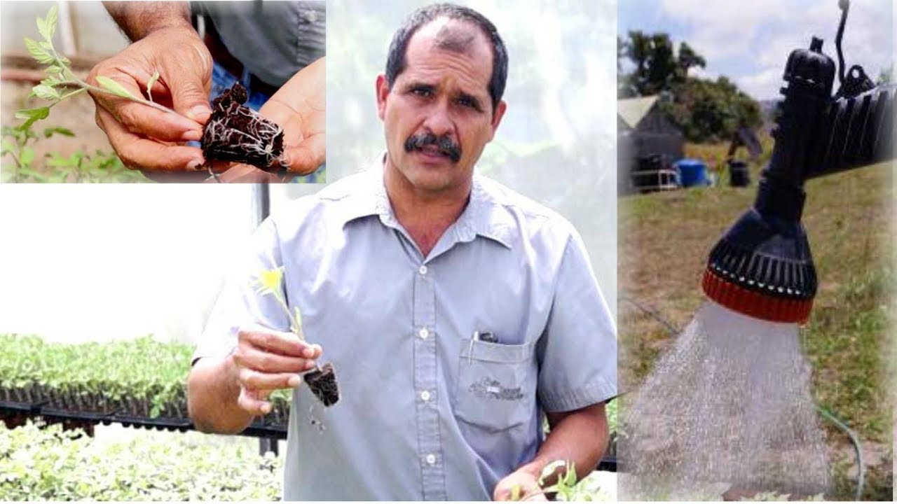 Aspectos en la producción de  semilleros (riego) para tomate y pimentón