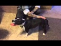 How to help a fearful dog come out of it's shell How to help a fearful dog come out of it's shell