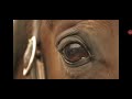 [Equestrian Music Video][Bones][Imagine Dragons]