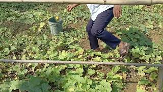 cucumber,full video,harvesting,cucumber harvest,cucumber harvesting,growing cucumbers,harvesting