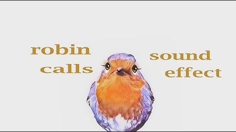 How A Robin Calls / Sound Effect / Animation
