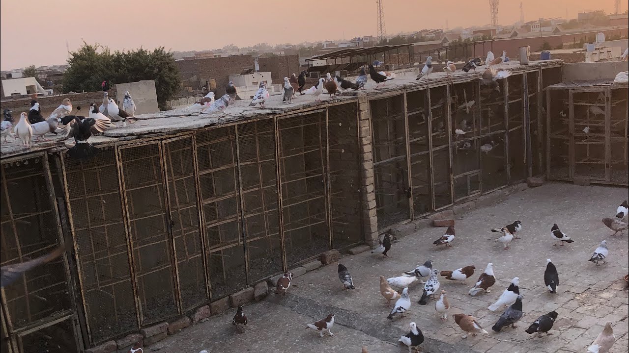 Aj ka vlog kabootar ko Dane dalty hoa 