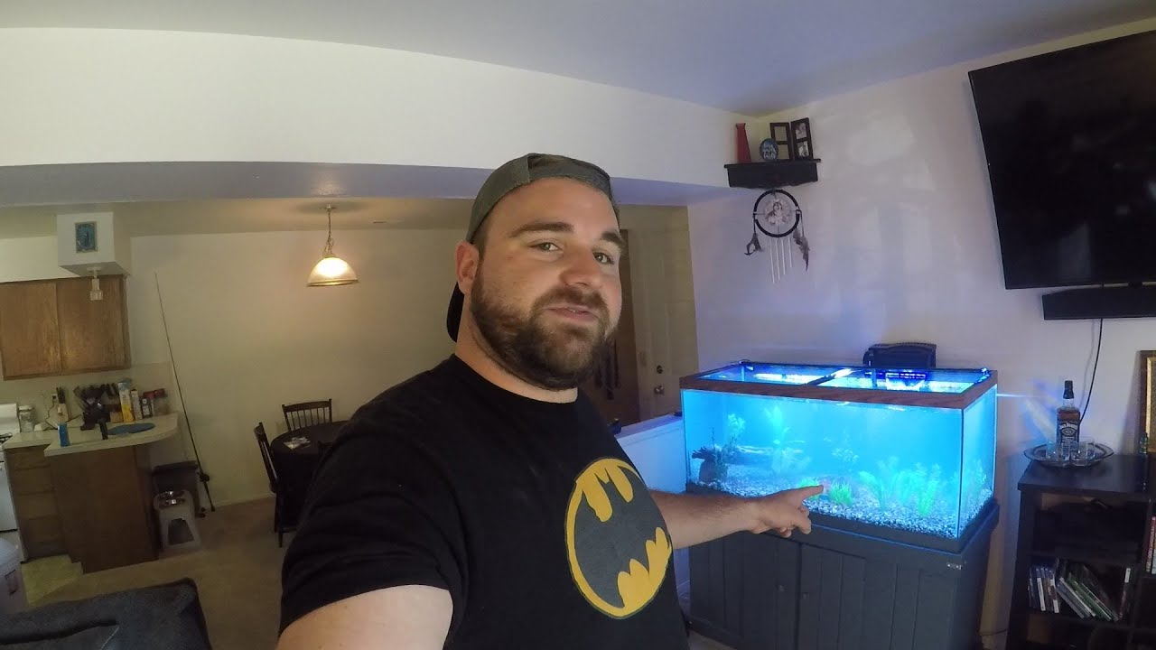 How to set up a 75 gal. fish tank