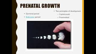 Chapter 4 Prenatal development & birth