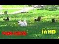 Vídeo para Gatos - pájaros, ardillas, conejos, ardillas, palomas,