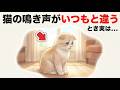 【猫雑学】9割が知らない猫の雑学9選