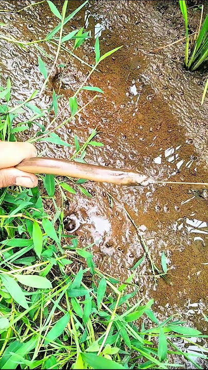 Fokus !!! Suara nyantapnya sibelut...