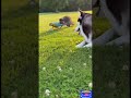 🤣🐺🦝 Funny Dog vs Raccoon: Playtime#FunnyAnimals #AnimalVideos #FunnyPets