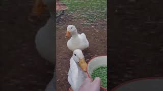 ducks slay peas from hell