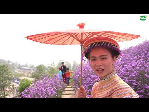 Em Gái Dân Tộc Xinh Gái Bên Vườn Hoa Lavender | Sapa Tv