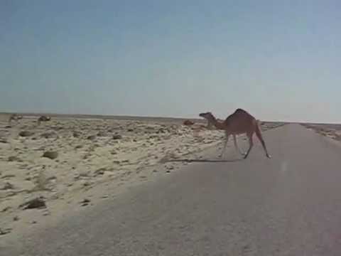 Camiloi pe sosea in Sahara de Vest (Maroc) (Dakar2008)