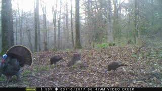 Sound of a Turkey Drumming (Use headphones to hear it)