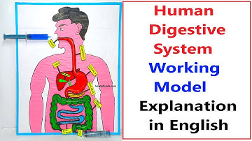 human digestive system working model explanation in english | Best Science Project 2025 | howtofunda