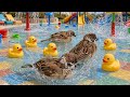 スズメ村からアリーナへ 怒涛の水浴び （後編）【すずめ日記】