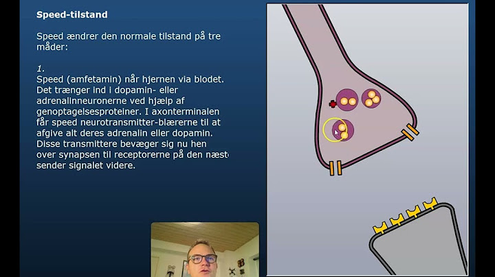 Amfetamin påvirker hjerne og krop