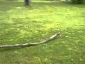 My dog Nell with a little stick