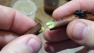 Tabletop grafting of grapes using grafting pruners and splitting.