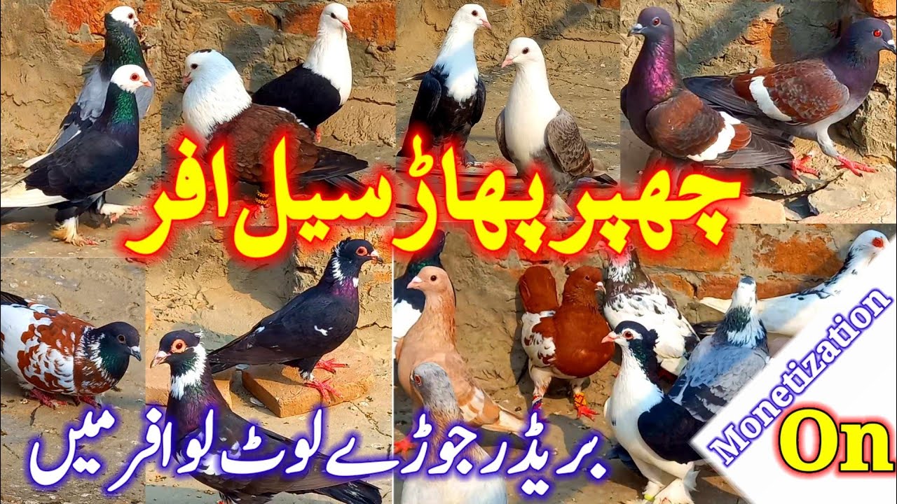 Chhabbar Phad Sale Offer | Rob A Pigeon Beeeder | @L K B pigeons