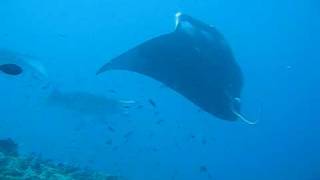 manta ray cleaning station part 3