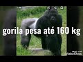 Impressionante gorila vs canguru australiano