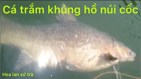CÁ TRẮM ĐEN siêu Khủng hồ núi cốc tp thái nguyên...!