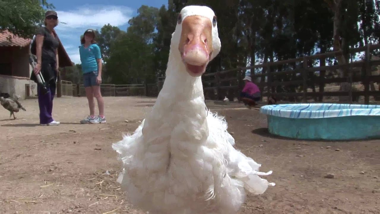Ducks Walk Up And Pecks At Camera_Animal Acres farmers insurance