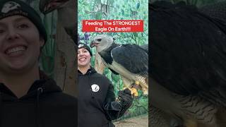 Feeding The STRONGEST Eagle On Earth!!! #shorts #eagle