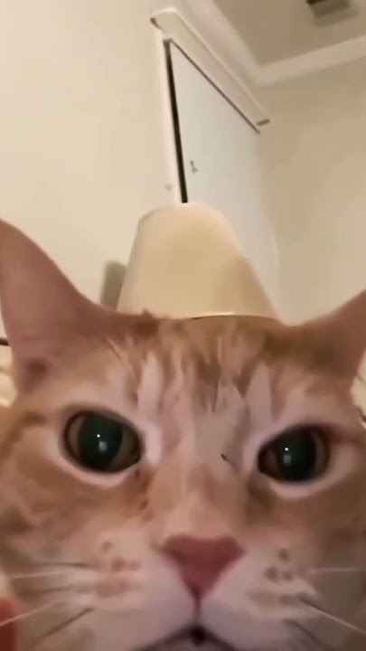 mentahan kucing ketawa #meme #kucing #lucu #komedi #foryou #fyp