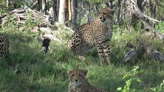Cheetahs - Botswana, March 2020