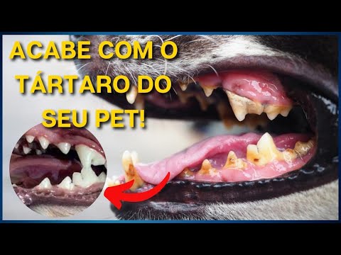 Vídeo: Como limpar cocô de cachorro no tapete