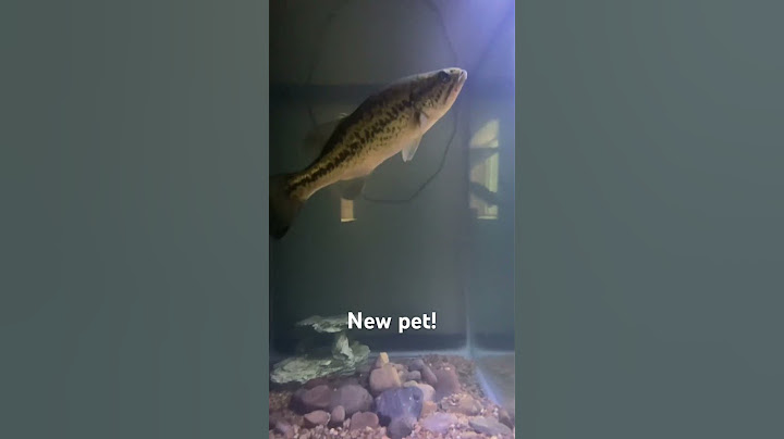 Feeding my pet bass a worm!🪱 #graygang #largemouthbass