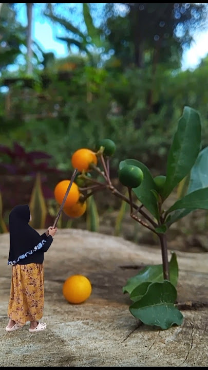 metik buah jeruk tetangga #creativephotograpy #fotocantik #idefotounik