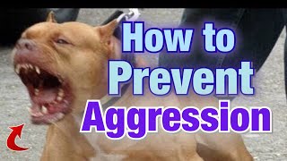5 ways to prevent Pitbulls from being Aggressive!!