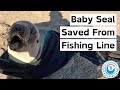 Baby Seal Saved From Fishing Line