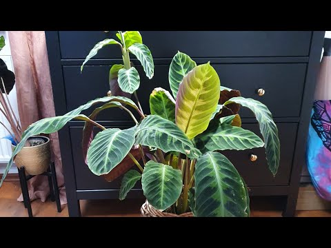 Calathea Warscewiczii vermehren - YouTube